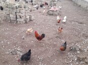 Satılır  torpaq 3 sot, Yeni Ramana q., photo 6 from 6