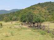 Elan №5823663 - Balakən, Balakən, 1500 sot