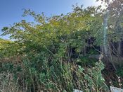 Продаётся  участок 73 сот, пос. Шувеляны, photo 8 from 8