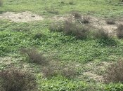 Продаётся  участок 5 сот, пос. Шувеляны, photo 4 from 5