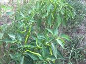 Satılır 7 otaqlı həyət evi/bağ evi 540 m², Mərdəkan q., photo 7 from 8