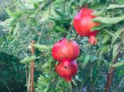 Satılır 7 otaqlı həyət evi/bağ evi 540 m², Mərdəkan q., photo 8 from 8