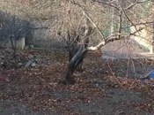 Объявление №5827147 - Гянджа, Гянджа, 3 сот