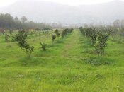 Satılır  torpaq 50 sot, Astara r., photo 2 from 8