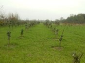 Satılır  torpaq 50 sot, Astara r., photo 6 from 8