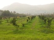 Satılır  torpaq 50 sot, Astara r., photo 5 from 8