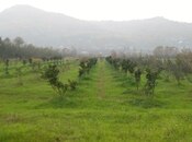 Elan №5828265 - Astara, Astara, 50 sot