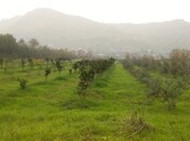 Satılır  torpaq 50 sot, Astara r., photo 4 from 8