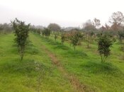 Satılır  torpaq 50 sot, Astara r., photo 8 from 8