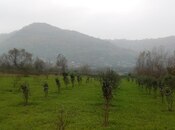 Satılır  torpaq 50 sot, Astara r., photo 3 from 8