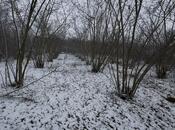 Объявление №5829522 - Гусар, Гусар, 8 сот