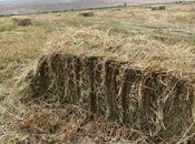 Продаётся  участок 200 сот, photo 3 from 7