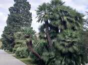 Продаётся 4-комн. новостройка 258 м², м. Сахил, photo 8 from 8