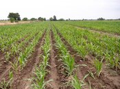 Elan №5833506 - Qax, Qax, 1100 sot