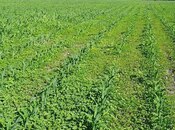 Продаётся  участок 1 100 сот, photo 4 from 5