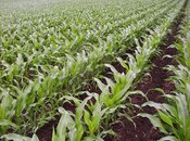 Продаётся  участок 1 100 сот, photo 2 from 5