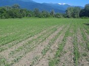 Продаётся  участок 1 100 сот, photo 5 from 5