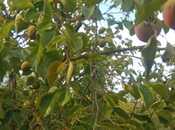 Satılır  torpaq 400 sot, photo 5 from 8