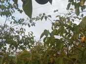 Satılır  torpaq 400 sot, photo 6 from 8