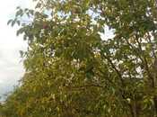 Satılır  torpaq 400 sot, photo 8 from 8