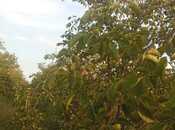 Satılır  torpaq 400 sot, photo 7 from 8