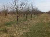 Satılır  torpaq 400 sot, photo 2 from 8