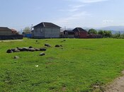 Объявление №5834590 - Ленкорань, Ленкорань, 6 сот