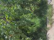 Satılır 4 otaqlı həyət evi/bağ evi 200 m², photo 8 from 8