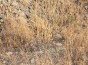 Продаётся  участок 25 сот, photo 7 from 7