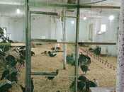 Elan №5835349 - Siyəzən, Siyəzən, 12000 m²