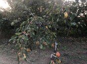 Satılır 5 otaqlı həyət evi/bağ evi 500 m², photo 7 from 8