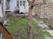 Продаётся  участок 6 сот, пос. Бинагади, photo 6 from 6