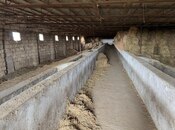 İcarəyə verilir  torpaq 200 sot, Hövsan q., photo 6 from 8