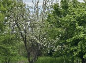 Продаётся  участок 31 сот, photo 7 from 8