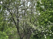 Продаётся  участок 31 сот, photo 2 from 8