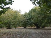 Satılır  torpaq 55 sot, photo 2 from 7