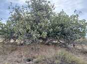 Продаётся  участок 12 сот, пос. Кюрдаханы, photo 5 from 6