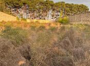 Elan №5841754 - Bakı, Görədil q., 8 sot