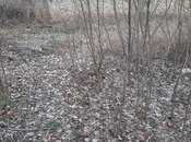 Elan №5843990 - Şamaxı, Şamaxı, 9 sot