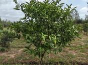 Продаётся  участок 50 сот, Астара р., photo 2 from 8