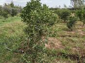 Продаётся  участок 50 сот, Астара р., photo 3 from 8