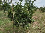 Продаётся  участок 50 сот, Астара р., photo 4 from 8