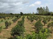 Elan №5846925 - Astara, Astara, 50 sot