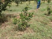 Продаётся  участок 50 сот, Астара р., photo 7 from 8