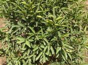 Продаётся  участок 50 сот, Астара р., photo 8 from 8