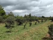 Продаётся  участок 50 сот, Астара р., photo 6 from 8