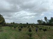 Продаётся  участок 50 сот, Астара р., photo 5 from 8