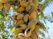 Продаётся  участок 1 300 сот, photo 7 from 8