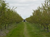 Объявление №5850218 - Исмаиллы, Исмаиллы, 1300 сот