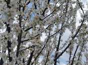 Satılır  torpaq 121 sot, photo 7 from 8